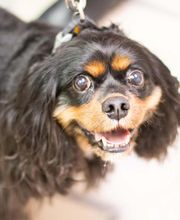 TotalBond Veterinary Hospital at Davidson image 1