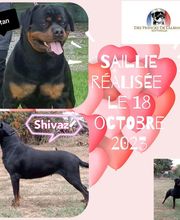 Elevage Des Princes De L'albinol image 5