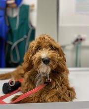 Riviera Vet image 7