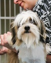 Crysler Animal Hospital image 5