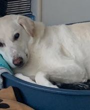 Hundebetreuung Oldies but Goldies Bild 9