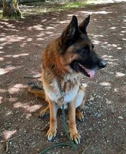 Éducateur canin formateur en premiers secours canin et félin image 1
