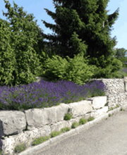 David Gartenbau AG Bild 8