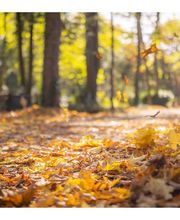 Genossenschaft Kölner Friedhofsgärtner eG Bild 3