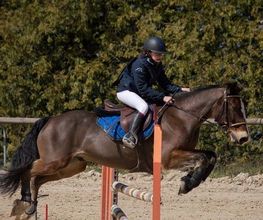 Bessy Equitation image 2