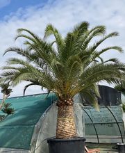 Olipalm pépiniére image 6