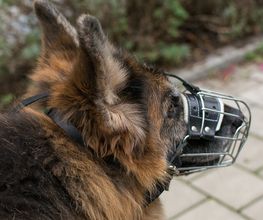 Probleme mit dem Hund
