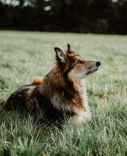 TEAMH Hundeschule Schömberg Bild 8
