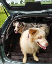 Binôme A 3 Education Canine image 1