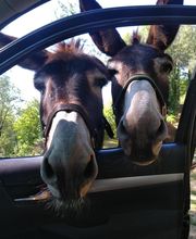 Henrotay Gilles image 8