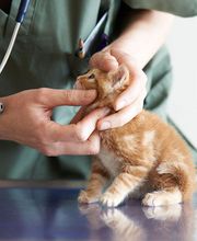 Marigin Tierklinik - 24 Std. Notfalldienst - Zentrum für Tiermedizin Bild 5