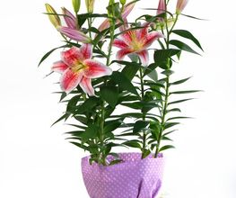 Amour De Fleurs Le Cuff Suignard image 9