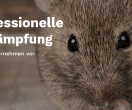 Schrader Schädlingsbekämpfung Bild 5