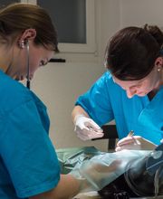 Tierarztpraxis Rösslimatte GmbH Bild 2