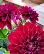 A la fleur de Lotus Bild 10