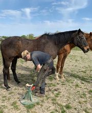 Champeaux Élodie marechal ferrant 27 eure image 6