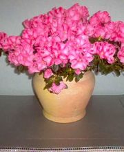 Les Compagnons de la Nature image 5