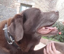 Patchou et Compagnie image 8