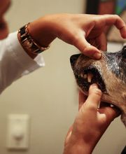 Pure Paws Veterinary Care of Clinton Hill image 10