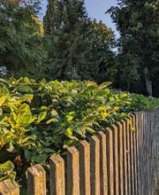 Gartenservice Cedric Rother Bild 5