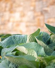 Gerber Gärten AG / Gerber Blumen Bild 5