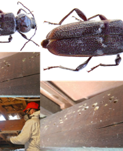 Protrat SAS image 20