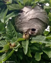 Bresse Nuisibles image 6