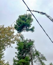 Sector Arbol imagen 13