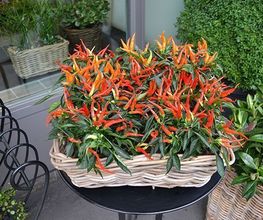 Blumen Art Bild 2