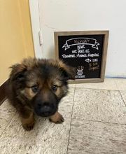 Brookhill Animal Hospital image 14