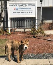 Hanover Transfer & Storage image 4