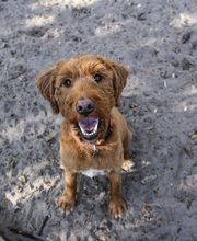 Oakhurst Veterinary Hospital image 14