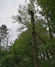 GRÜNE Baum- & Gehölzpflege Bild 6