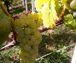 Weingut Scherer Bild 2