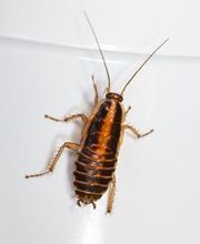 Cockroach Removal