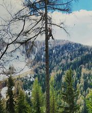 Treebreathe Sàrl Bild 4