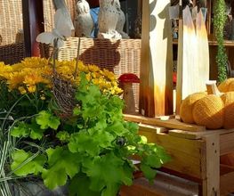 Blumen Bachhuber Bild 4