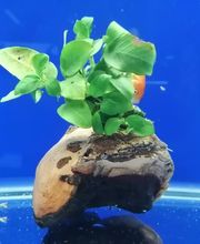 Gallery Professionale