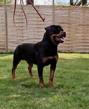 Elevage Des Princes De L'albinol image 20