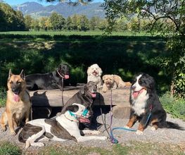 DOG PATROL GmbH Bild 1