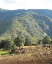 GRANJA ECOLÓGICA CASSOVALL imagen 5