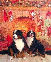 A L'eau Toutou image 10