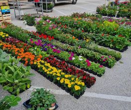 LE JARDIN EN FLEURS image 4