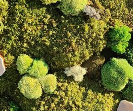 Nature des champs image 1