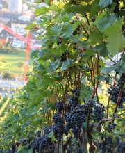 Steimer Weinbau Bild 2