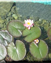 Brunner Garden AG Bild 5