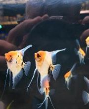 DAS FUTTERHAUS - Vechta Bild 7