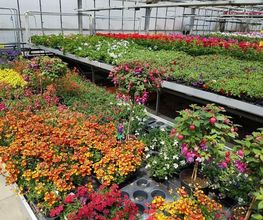 Blumen Krippner Bild 4