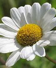 Baumgartner Ursula Liliane Bild 3