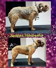 Sandras Hundesalon Bild 3